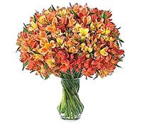 Autumn Alstroemeria Autumn Alstroemeria
