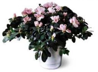 azalea 