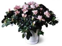azalea 