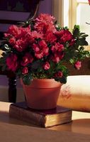 Azalea