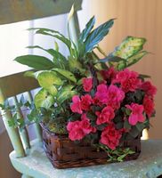 Azalea Attraction Garden Basket
