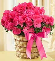 Azalea Plant 