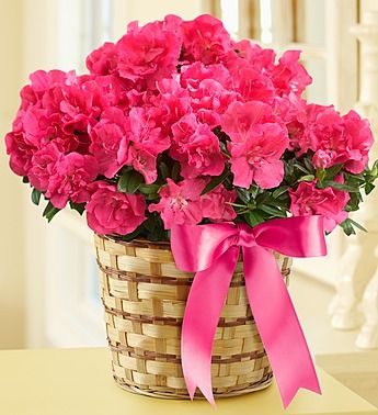 Azalea Plant 