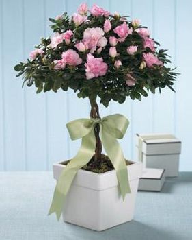 Azalea Topiary Planter