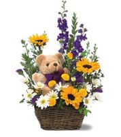  Basket and Bear