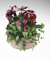 Basket of green and Lavender blooming plants