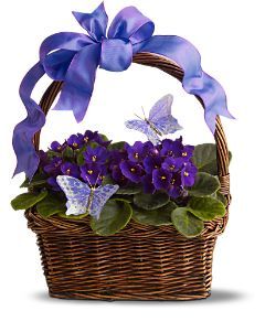 Basket Violets