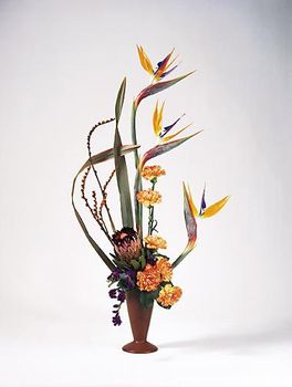 Birds of  paradise