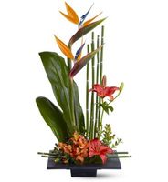Birds of paradise