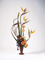 Birds of paradise Birds of paradise