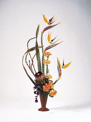 Birds of  paradise