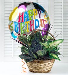 Birthday Dishgarden 