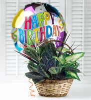Birthday Dishgarden 