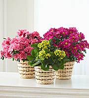 Blooming Plant