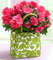 Blooming Plant in a Tote 