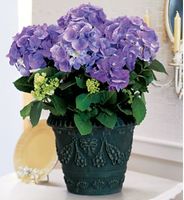 Blue Hydrangea