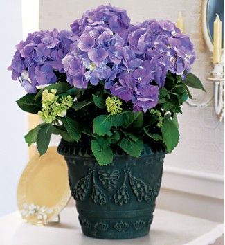 Blue Hydrangea