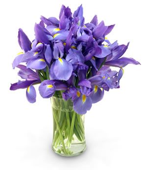 Blue Iris
