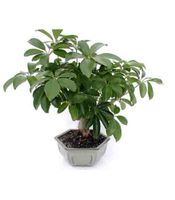 Bonsai