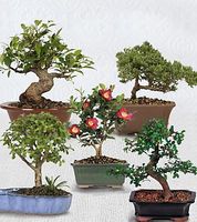 Bonsai combo mini 