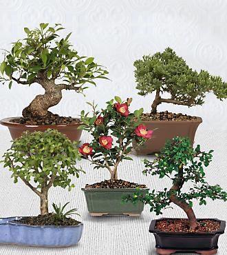 Bonsai combo mini 
