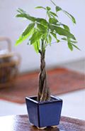 Braided Money Tree small