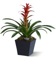 Bromeliad Bromeliad
