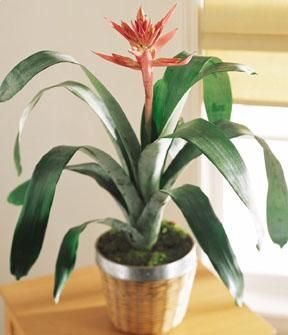 Bromeliad exotic plants