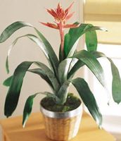 Bromeliad exotic plants Bromeliad exotic plants