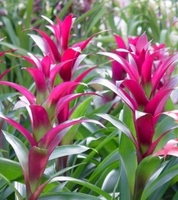 Bromeliads