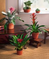 Cacti and bromeliad