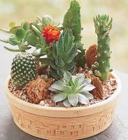 Cactus Dish Garden Cactus Dish Garden