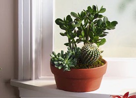 Cactus Garden