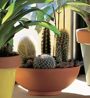 Cactus Garden- Large size