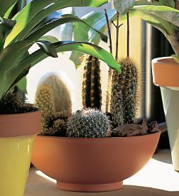 Cactus Garden- Large size
