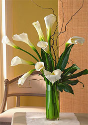 Calla Lilies