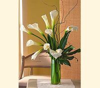 Calla Lillies Calla Lillies