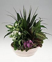 Ceramic container arrangement of green and blooming plants.