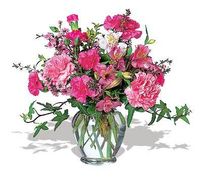 Cheerful Carnations