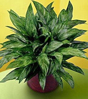 Chinese Evergreen