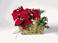 Chrismas Poinsettia Garden 