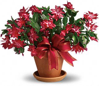 Christmas Cactus