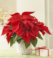 Christmas Poinsettia Gifts 
