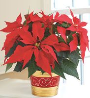 Christmas tradition Holiday Poinsettia