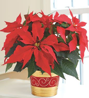Christmas tradition Holiday Poinsettia