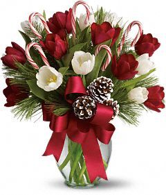 Christmas tulips