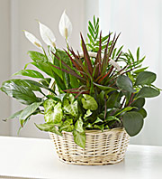 Classic Dish Garden
