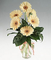 Clear vase of six peach gerbera.