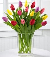 Colorful Living Tulip Bouquet - Vase Variety