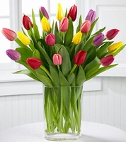 Colorful Living Tulip Bouquet- Vase variety